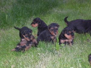 Vand catei airedale terrier