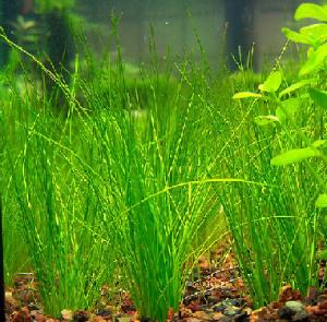 ACVARI LA COMANDA & PESTI EXOTICI PLANTE