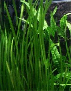 ACVARI LA COMANDA & PESTI EXOTICI PLANTE
