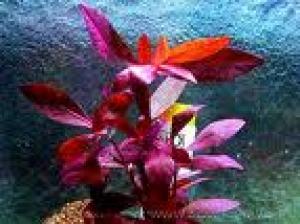 ACVARI LA COMANDA & PESTI EXOTICI PLANTE