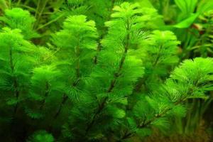 ACVARI LA COMANDA & PESTI EXOTICI PLANTE