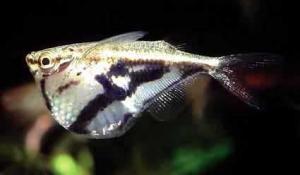 ACVARI LA COMANDA & PESTI EXOTICI PLANTE