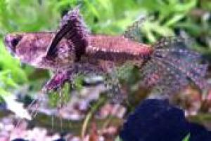 ACVARI LA COMANDA & PESTI EXOTICI PLANTE