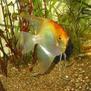 ACVARI LA COMANDA & PESTI EXOTICI PLANTE