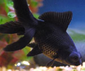 ACVARI LA COMANDA & PESTI EXOTICI PLANTE