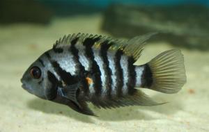 ACVARI LA COMANDA & PESTI EXOTICI PLANTE