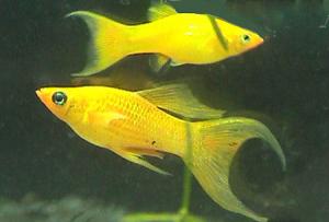 ACVARI LA COMANDA & PESTI EXOTICI PLANTE