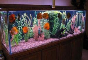ACVARI LA COMANDA & PESTI EXOTICI PLANTE