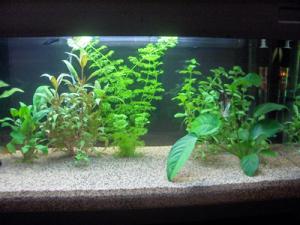 ACVARI LA COMANDA & PESTI EXOTICI PLANTE