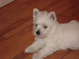 Vand catei Westie