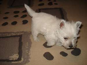 Vand catei Westie