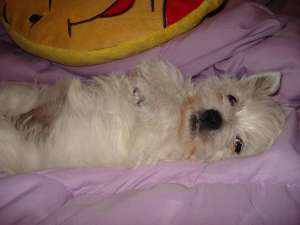 Vand catei Westie