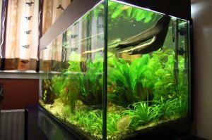 ACVARI LA COMANDA & PESTI EXOTICI PLANTE
