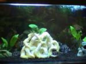 ACVARI LA COMANDA & PESTI EXOTICI PLANTE