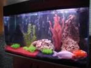 ACVARI LA COMANDA & PESTI EXOTICI PLANTE