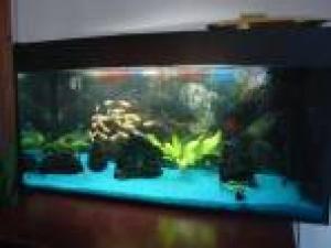 ACVARI LA COMANDA & PESTI EXOTICI PLANTE