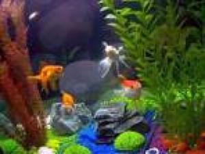 ACVARI LA COMANDA & PESTI EXOTICI PLANTE
