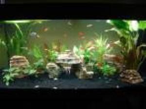 ACVARI LA COMANDA & PESTI EXOTICI PLANTE