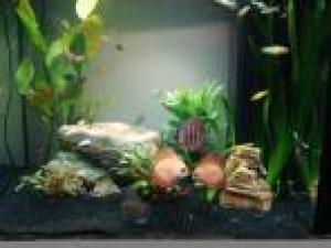 ACVARI LA COMANDA & PESTI EXOTICI PLANTE