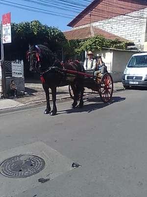 cai de vanzare
