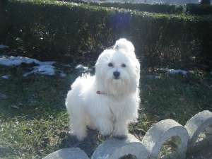 Caut femela bichon maltez toy pentru monta