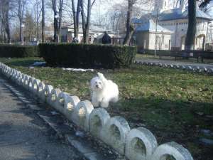 Caut femela bichon maltez toy pentru monta