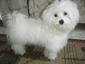 Caut femela bichon maltez toy pentru monta