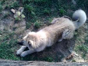 Vand urgent ciobanesc caucazian, femela, varsta 9 luni, fara pedigree
