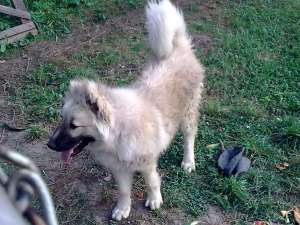 Vand urgent ciobanesc caucazian, femela, varsta 9 luni, fara pedigree