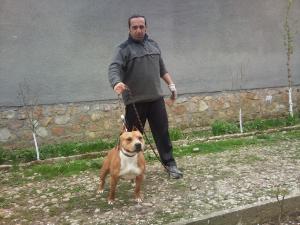 dresaj canin ORADEA