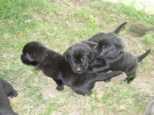 vand pui labrador negru