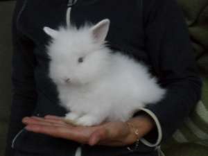 Vand IEPURASI PITICI DE ANGORA