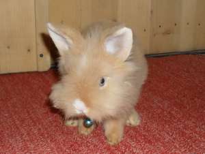 Vand IEPURASI PITICI DE ANGORA