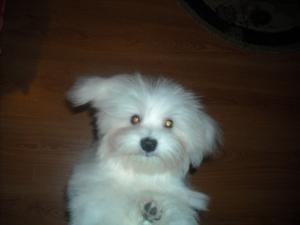 Caut femela bichon maltez toy pentru monta
