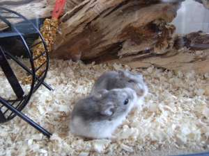 Vand hamsteri pitici