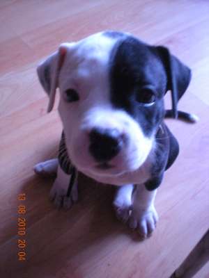 vand pui amstaff