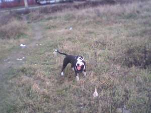 vand pui amstaff