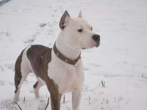 vand pui amstaff