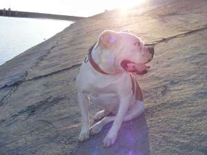 Ofer spre adoptie catelusi
