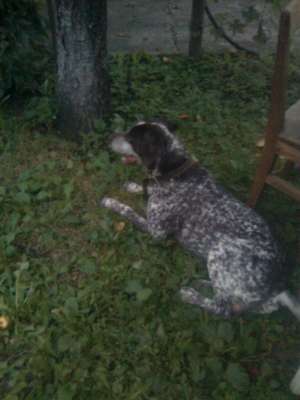 ofer spre adoptie brac german!