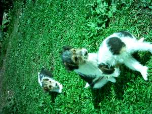 pui fox terrier