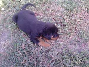 vand pui rottweiler talie mare