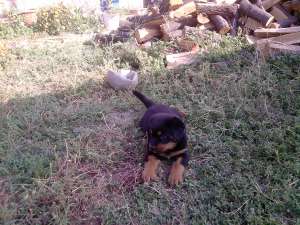 vand pui rottweiler talie mare