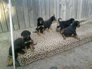 vand pui rottweiler talie mare