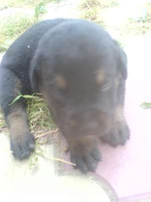 vand catelusi cane corso si rottweiler