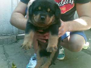 Vand putiuti de rottweiler
