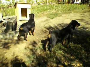 rottweiler pu la super pret