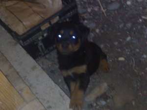 rottweiler pu la super pret