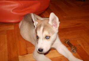 Vand pui Husky
