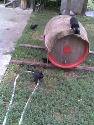 Vand pisicute negre impreuna cu mama lor tot neagra